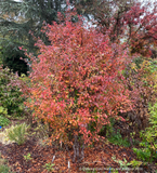 Shrubs ~ Prunus incisa 'Kojou no mai', Dwarf Cherry or Fuji Cherry ~ Dancing Oaks Nursery and Gardens ~ Retail Nursery ~ Mail Order Nursery