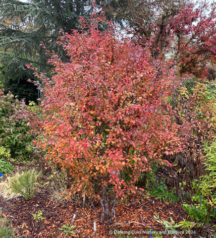 japanese flowering cherry bonsai tree for sale Prunus incisa 'Kojo-no-mai', Dwarf Cherry or Fuji Cherry, No shipping – Dancing Oaks Nursery and Gardens