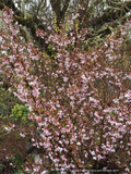 Prunus incisa 'Kojo-no-mai', Dwarf Cherry or Fuji Cherry,  No shipping to CA, CO