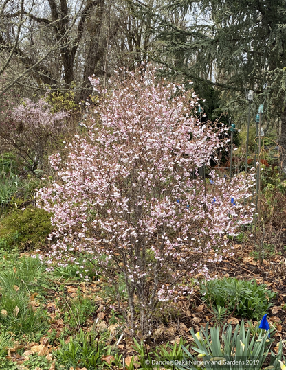 Prunus incisa 'Kojo-no-mai', Dwarf Cherry or Fuji Cherry,  No shipping to CA, CO