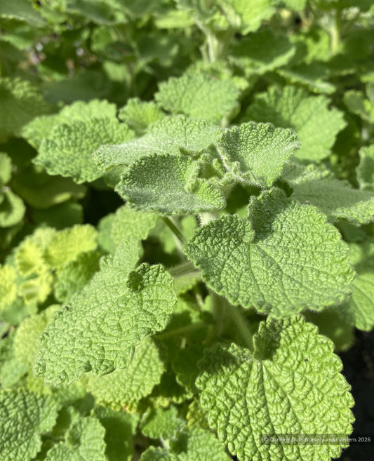 Perennials ~ Pseudodictamnus hirsutus, Bristly Horehound ~ Dancing Oaks Nursery and Gardens ~ Retail Nursery ~ Mail Order Nursery