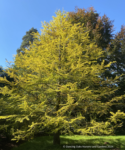 Trees ~ Pseudolarix amabilis, Golden Larch - Dancing Oaks Nursery and Gardens ~ Dancing Oaks Nursery and Gardens ~ Retail Nursery ~ Mail Order Nursery