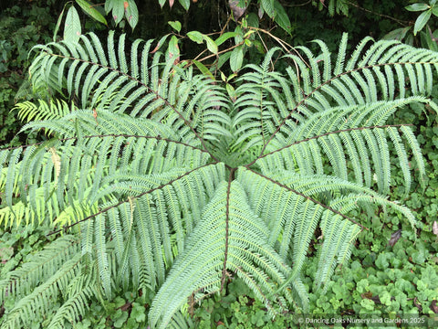 Ferns ~ Pteris wallichiana, Brake Fern Ferns - Dancing Oaks Nursery and Gardens ~ Dancing Oaks Nursery and Gardens ~ Retail Nursery ~ Mail Order Nursery