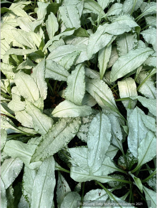 Pulmonaria longifolia 'Diana Clare', Lungwort