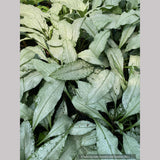 Pulmonaria longifolia 'Diana Clare', Lungwort