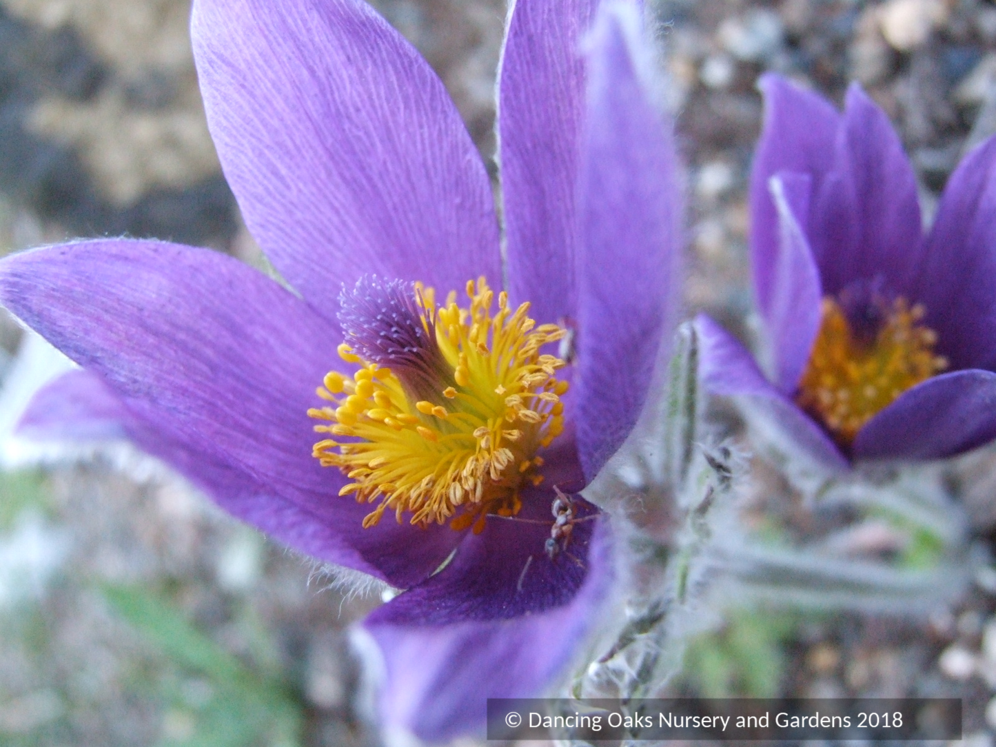 Pulsatilla vulgaris, Pasque Flower