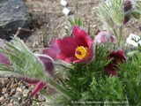 Perennials ~ Pulsatilla vulgaris 'Rubra', Pasque Flower ~ Dancing Oaks Nursery and Gardens ~ Retail Nursery ~ Mail Order Nursery