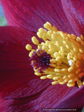 Perennials ~ Pulsatilla vulgaris 'Rubra', Pasque Flower ~ Dancing Oaks Nursery and Gardens ~ Retail Nursery ~ Mail Order Nursery