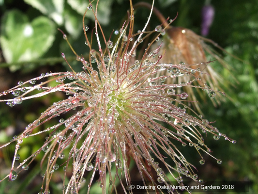 Pulsatilla vulgaris, Pasque Flower