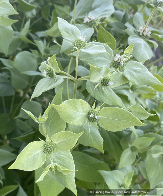 Perennials ~ Pycnanthemum muticum, mountain mint ~ Dancing Oaks Nursery and Gardens ~ Retail Nursery ~ Mail Order Nursery