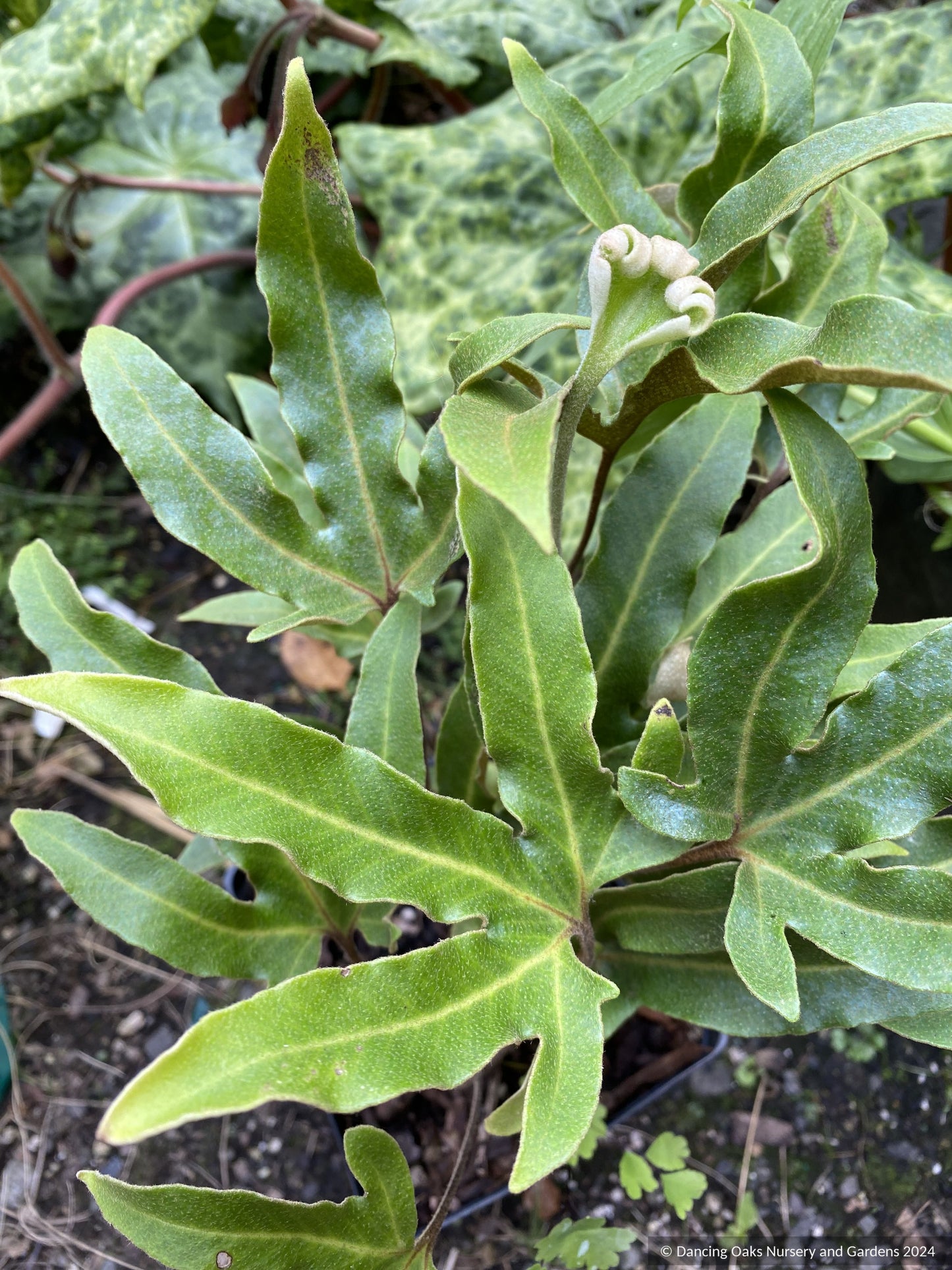 Shrubs ~ Pyrrosia polydactyla ~ Dancing Oaks Nursery and Gardens ~ Retail Nursery ~ Mail Order Nursery