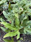 Shrubs ~ Pyrrosia polydactyla ~ Dancing Oaks Nursery and Gardens ~ Retail Nursery ~ Mail Order Nursery