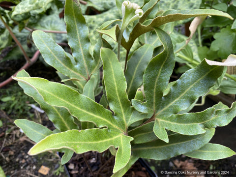 Shrubs ~ Pyrrosia polydactyla ~ Dancing Oaks Nursery and Gardens ~ Retail Nursery ~ Mail Order Nursery