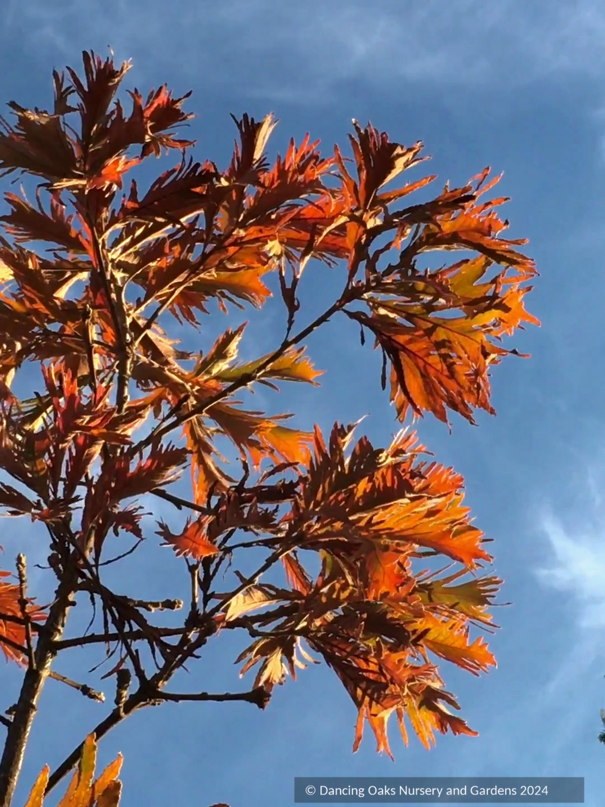 Trees ~ Quercus dentata 'Pinnatifida', Cutleaf Emperor Oak ~ Dancing Oaks Nursery and Gardens ~ Retail Nursery ~ Mail Order Nursery