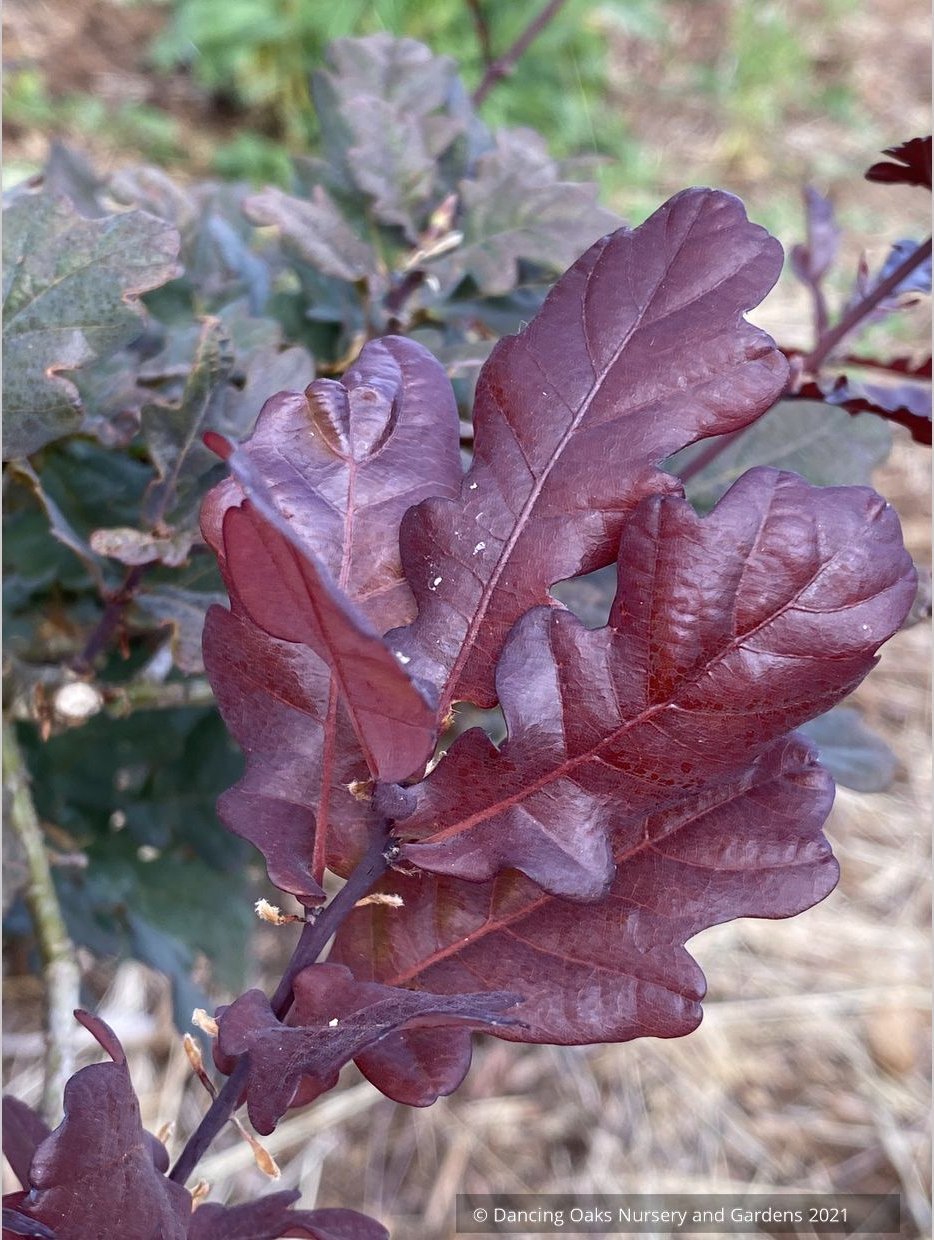 Trees ~ Quercus robur 'Atropurpurea', Purple English Oak ~ Dancing Oaks Nursery and Gardens ~ Retail Nursery ~ Mail Order Nursery