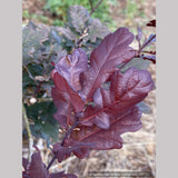 Trees ~ Quercus robur 'Atropurpurea', Purple English Oak ~ Dancing Oaks Nursery and Gardens ~ Retail Nursery ~ Mail Order Nursery