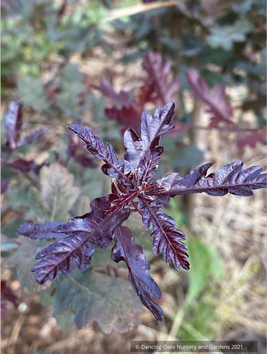 Trees ~ Quercus robur 'Atropurpurea', Purple English Oak ~ Dancing Oaks Nursery and Gardens ~ Retail Nursery ~ Mail Order Nursery