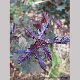 Trees ~ Quercus robur 'Atropurpurea', Purple English Oak ~ Dancing Oaks Nursery and Gardens ~ Retail Nursery ~ Mail Order Nursery