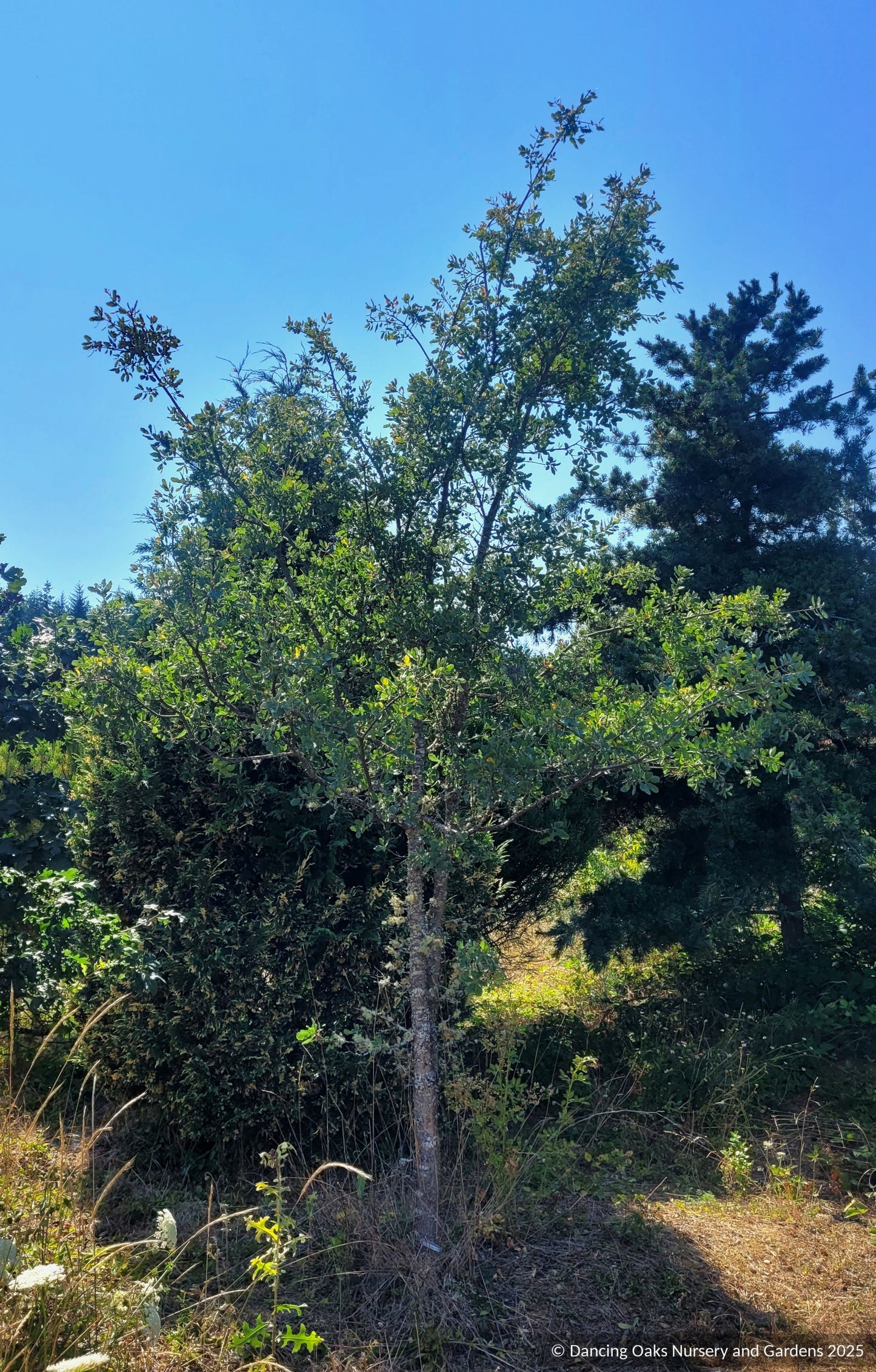 Quercus douglasii, Blue Oak