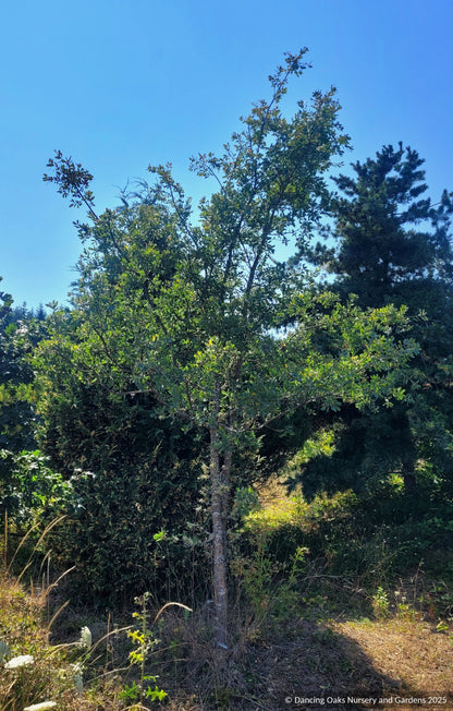 Quercus douglasii, Blue Oak