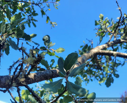 Quercus douglasii, Blue Oak