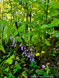 Perennials ~ Rabdosia longituba, Trumpet Spurflower ~ Dancing Oaks Nursery and Gardens ~ Retail Nursery ~ Mail Order Nursery