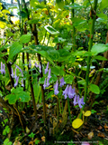 Perennials ~ Rabdosia longituba, Trumpet Spurflower ~ Dancing Oaks Nursery and Gardens ~ Retail Nursery ~ Mail Order Nursery