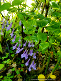 Perennials ~ Rabdosia longituba, Trumpet Spurflower ~ Dancing Oaks Nursery and Gardens ~ Retail Nursery ~ Mail Order Nursery