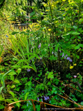 Perennials ~ Rabdosia longituba, Trumpet Spurflower ~ Dancing Oaks Nursery and Gardens ~ Retail Nursery ~ Mail Order Nursery