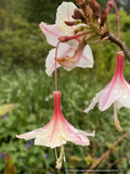 Rhododendron occidentale, Native Azalea