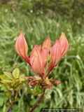 Rhododendron occidentale, Native Azalea