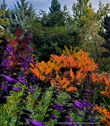 Shrubs ~ Rhus typhina 'Dissecta', Dissected Staghorn Sumac ~ Dancing Oaks Nursery and Gardens ~ Retail Nursery ~ Mail Order Nursery