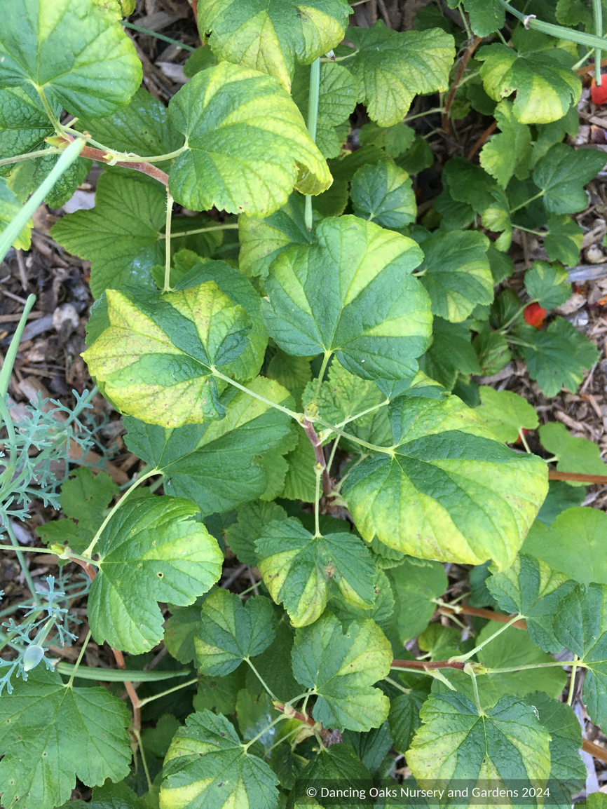 Shrubs ~ Ribes sanguineum 'Green Parquet', Flowering Currant ~ Dancing Oaks Nursery and Gardens ~ Retail Nursery ~ Mail Order Nursery