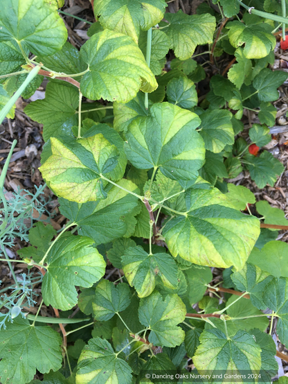 Shrubs ~ Ribes sanguineum 'Green Parquet', Flowering Currant ~ Dancing Oaks Nursery and Gardens ~ Retail Nursery ~ Mail Order Nursery