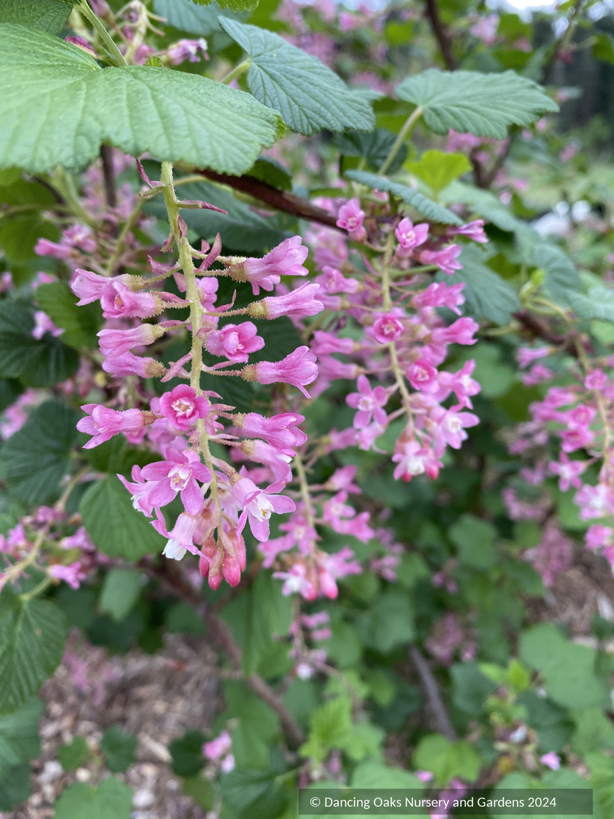 Shrubs ~ Ribes sanguineum 'Green Parquet', Flowering Currant ~ Dancing Oaks Nursery and Gardens ~ Retail Nursery ~ Mail Order Nursery
