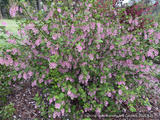 Shrubs ~ Ribes sanguineum 'Green Parquet', Flowering Currant ~ Dancing Oaks Nursery and Gardens ~ Retail Nursery ~ Mail Order Nursery