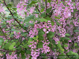 Shrubs ~ Ribes sanguineum 'Green Parquet', Flowering Currant ~ Dancing Oaks Nursery and Gardens ~ Retail Nursery ~ Mail Order Nursery