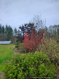 Shrubs ~ Ribes sanguineum 'Vampire', Flowering Currant ~ Dancing Oaks Nursery and Gardens ~ Retail Nursery ~ Mail Order Nursery