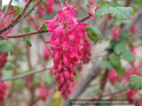 Ribes sanguineum 'Vampire', Flowering Currant, No shipping DE, MA, ME, MI, NC, NH, NJ, OH, RI, VA, WV