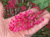 Shrubs ~ Ribes sanguineum 'Vampire', Flowering Currant ~ Dancing Oaks Nursery and Gardens ~ Retail Nursery ~ Mail Order Nursery