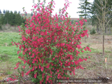 Shrubs ~ Ribes sanguineum 'Vampire', Flowering Currant ~ Dancing Oaks Nursery and Gardens ~ Retail Nursery ~ Mail Order Nursery