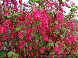 Shrubs ~ Ribes sanguineum 'Vampire', Flowering Currant ~ Dancing Oaks Nursery and Gardens ~ Retail Nursery ~ Mail Order Nursery