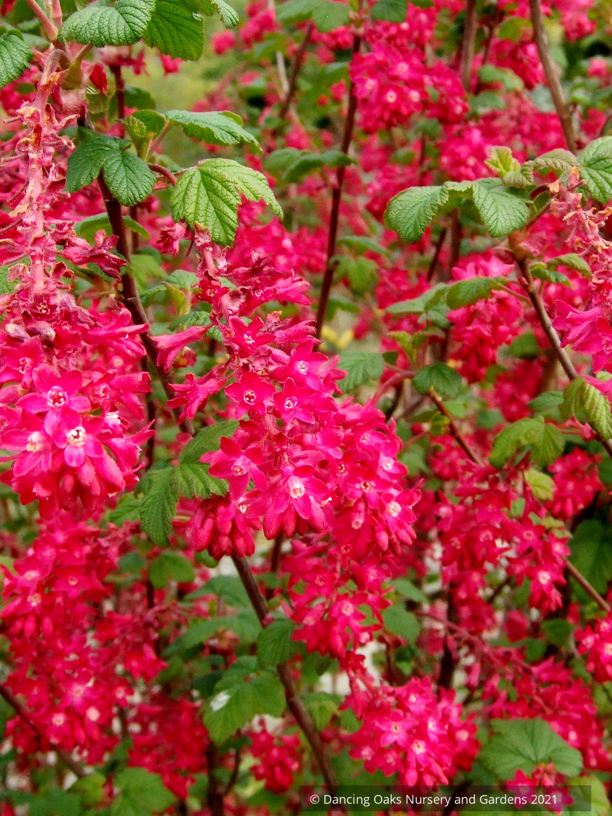 Shrubs ~ Ribes sanguineum 'Vampire', Flowering Currant ~ Dancing Oaks Nursery and Gardens ~ Retail Nursery ~ Mail Order Nursery