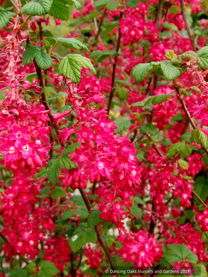 Shrubs ~ Ribes sanguineum 'Vampire', Flowering Currant ~ Dancing Oaks Nursery and Gardens ~ Retail Nursery ~ Mail Order Nursery