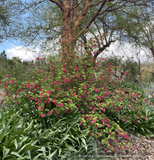 Shrubs ~ Ribes 'Moondust', Variegated Flowering Currant ~ Dancing Oaks Nursery and Gardens ~ Retail Nursery ~ Mail Order Nursery