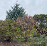Shrubs ~ Ribes malvaceum, Chaparral Currant ~ Dancing Oaks Nursery and Gardens ~ Retail Nursery ~ Mail Order Nursery