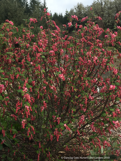 Shrubs ~ Ribes sanguineum 'Flore Pleno', Double Pink Flowering Currant ~ Dancing Oaks Nursery and Gardens ~ Retail Nursery ~ Mail Order Nursery