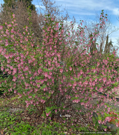 Shrubs ~ Ribes sanguineum var. glutinosum 'Claremont' ~ Dancing Oaks Nursery and Gardens ~ Retail Nursery ~ Mail Order Nursery