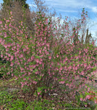 Shrubs ~ Ribes sanguineum var. glutinosum 'Claremont' ~ Dancing Oaks Nursery and Gardens ~ Retail Nursery ~ Mail Order Nursery