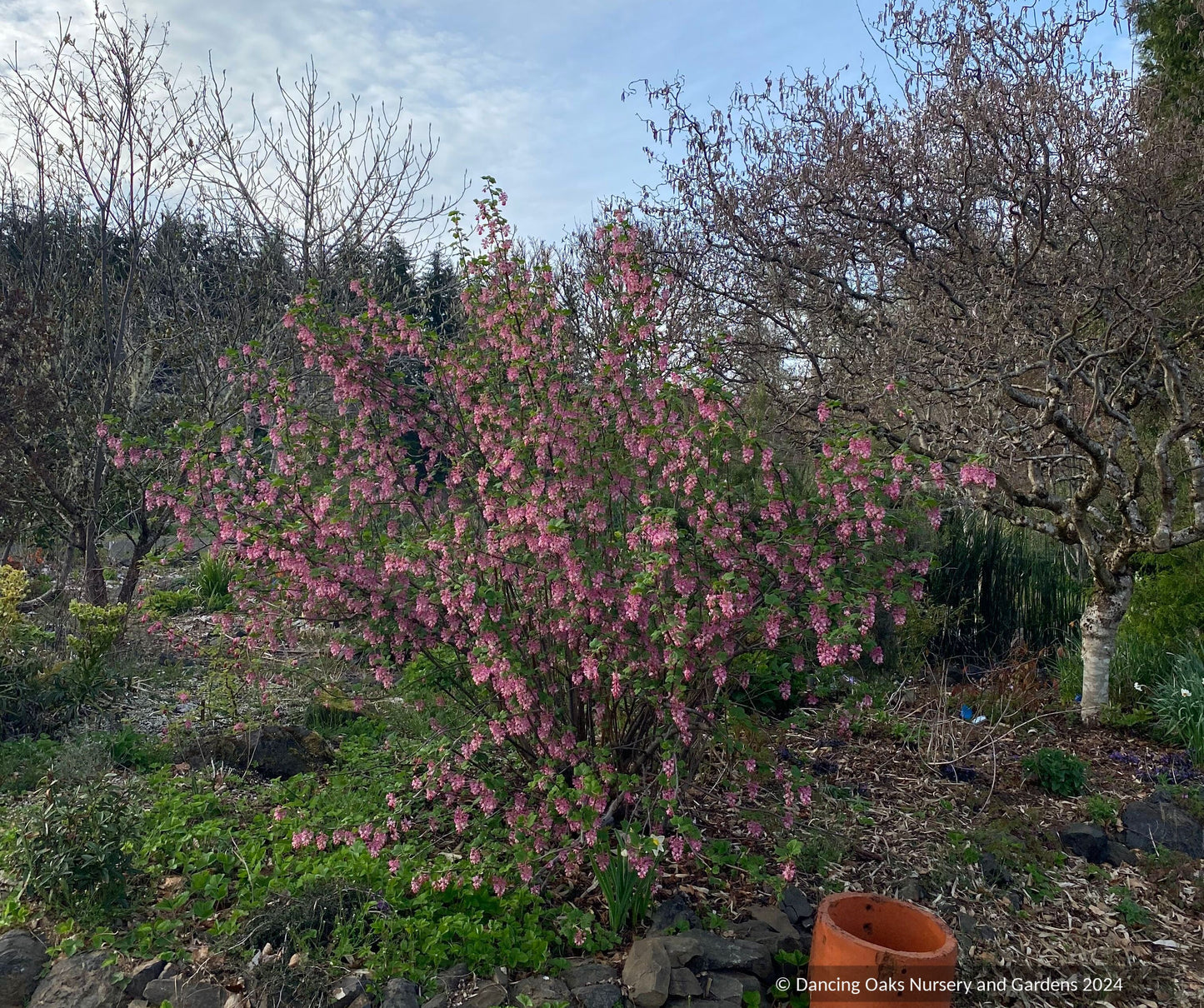 Shrubs ~ Ribes sanguineum var. glutinosum 'Claremont' ~ Dancing Oaks Nursery and Gardens ~ Retail Nursery ~ Mail Order Nursery